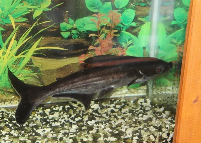 Zaboj Restaurant Penzion 3*